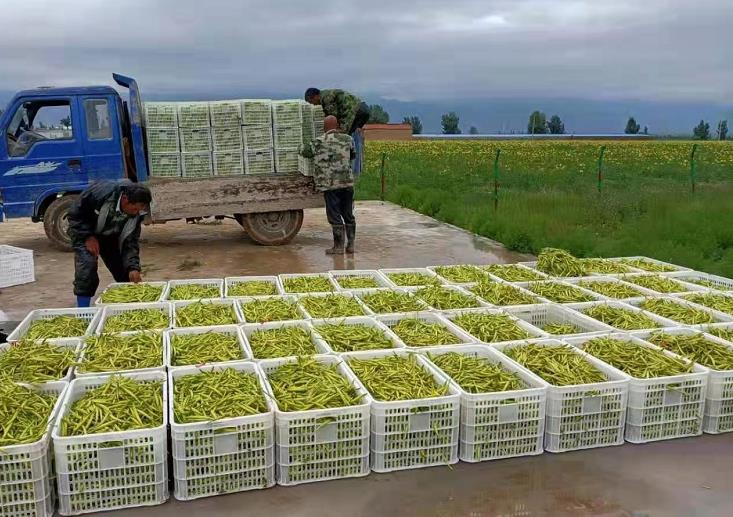 遍地黃花香  天鎮縣萬畝黃花進入采摘期
