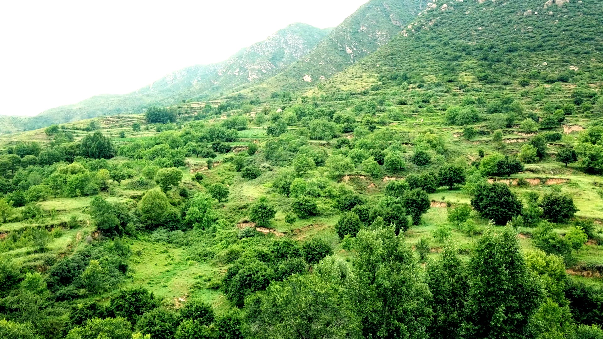 上王全村盛產野生酸棗仁、艾草