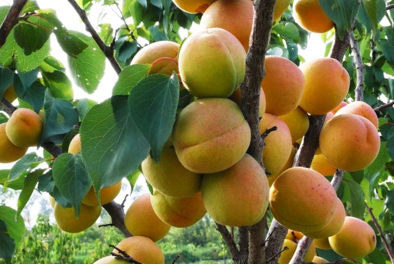 一串串黃澄澄的大接杏懸掛在枝頭。