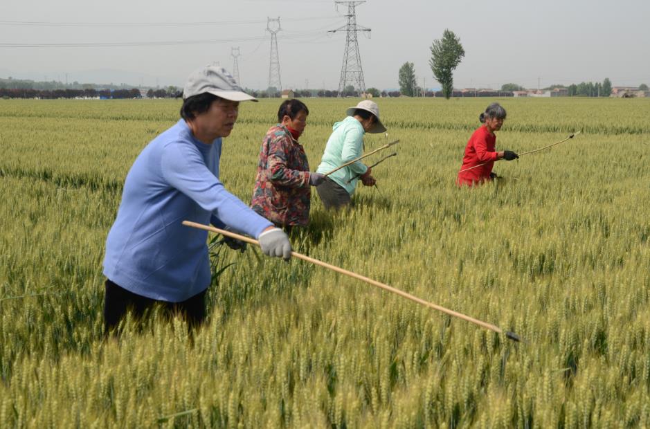 看曲沃農業"芯"動向