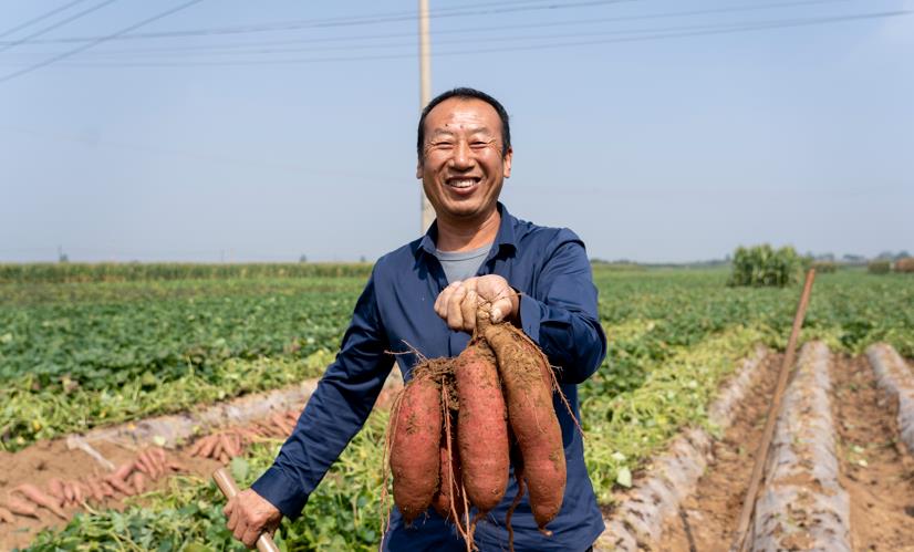 淹底鄉楊岳村紅薯喜獲豐收立足特色紅薯產業，淹底鄉主動打響“特優”牌，念好“產業”經。