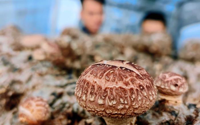 臨縣：千畝棗木香菇產業興