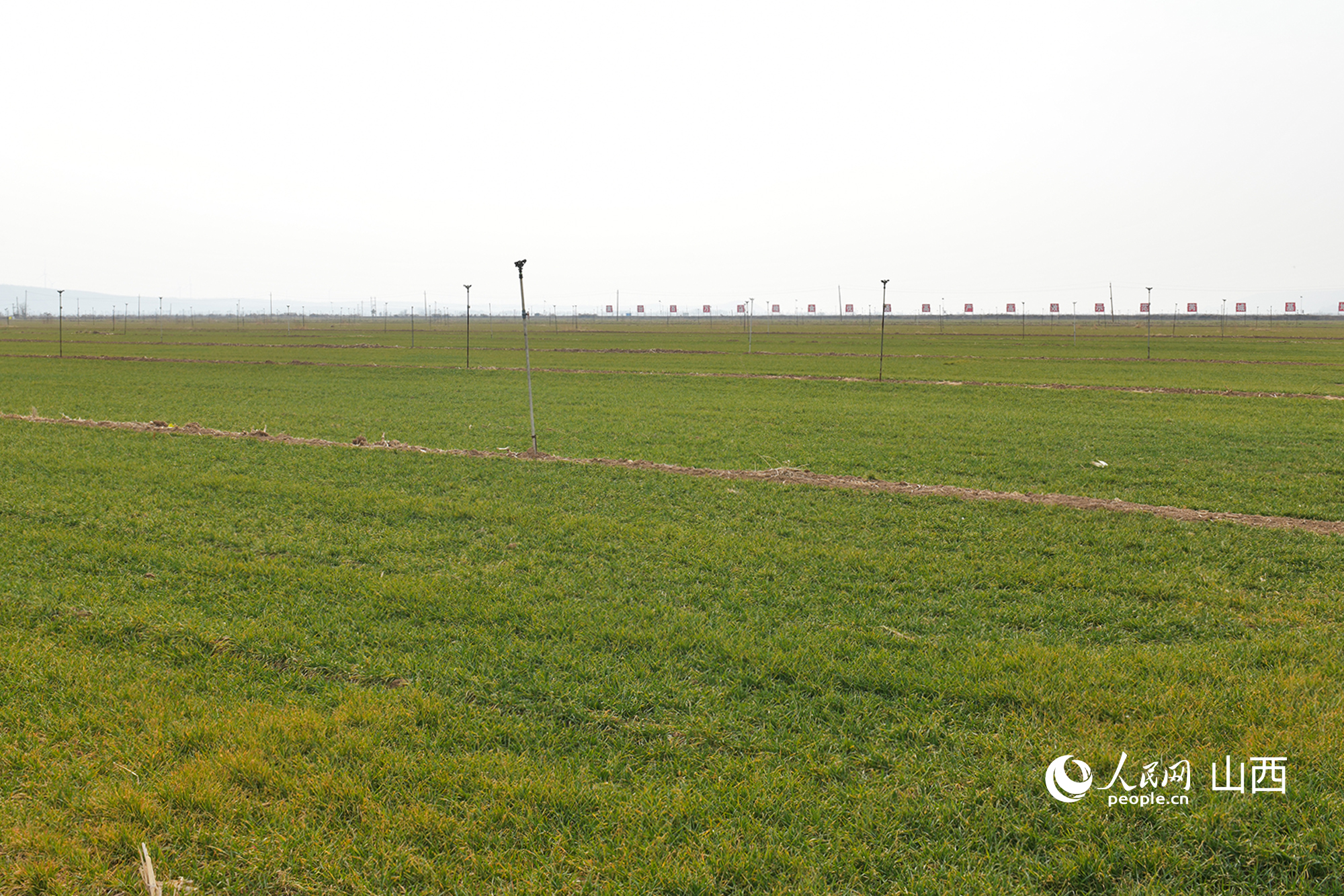 山西省運城市芮城縣返青的冬小麥。人民網記者 焦搏文攝