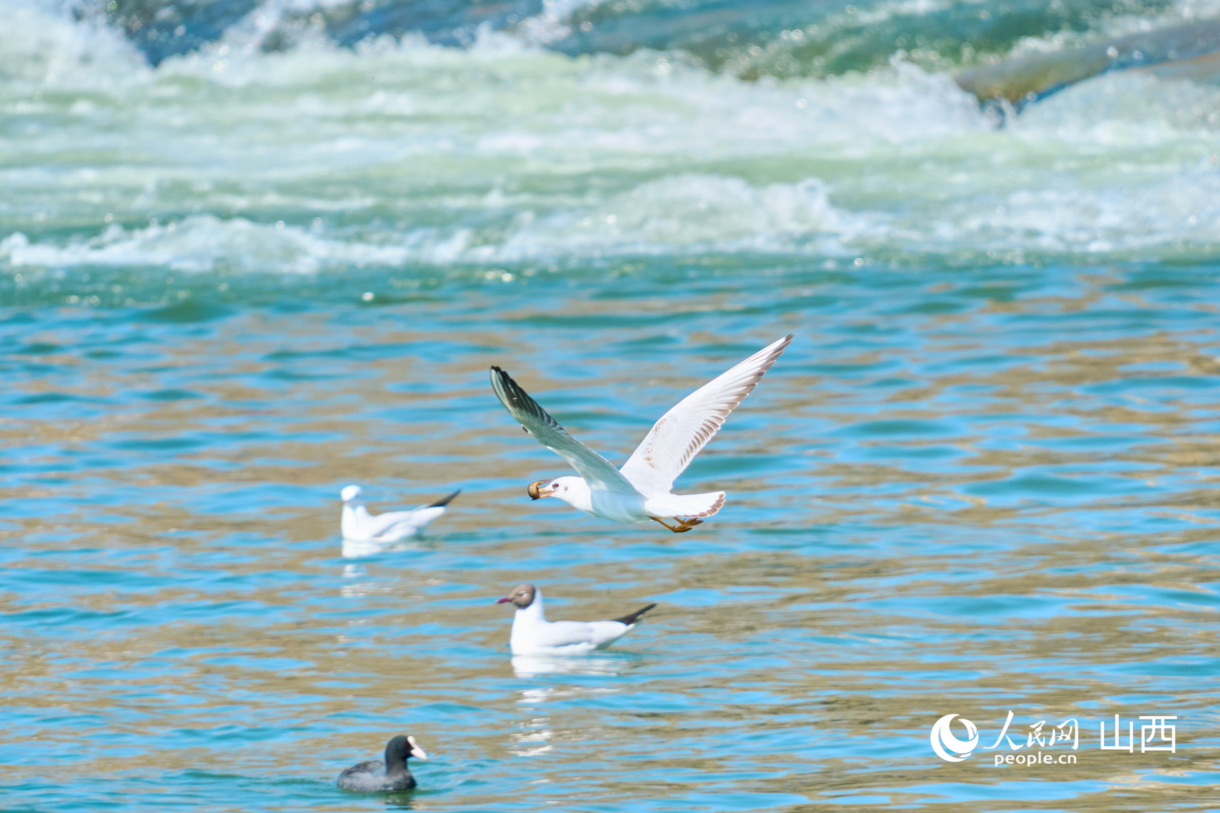紅嘴鷗在捕食。人民網 張超寧攝