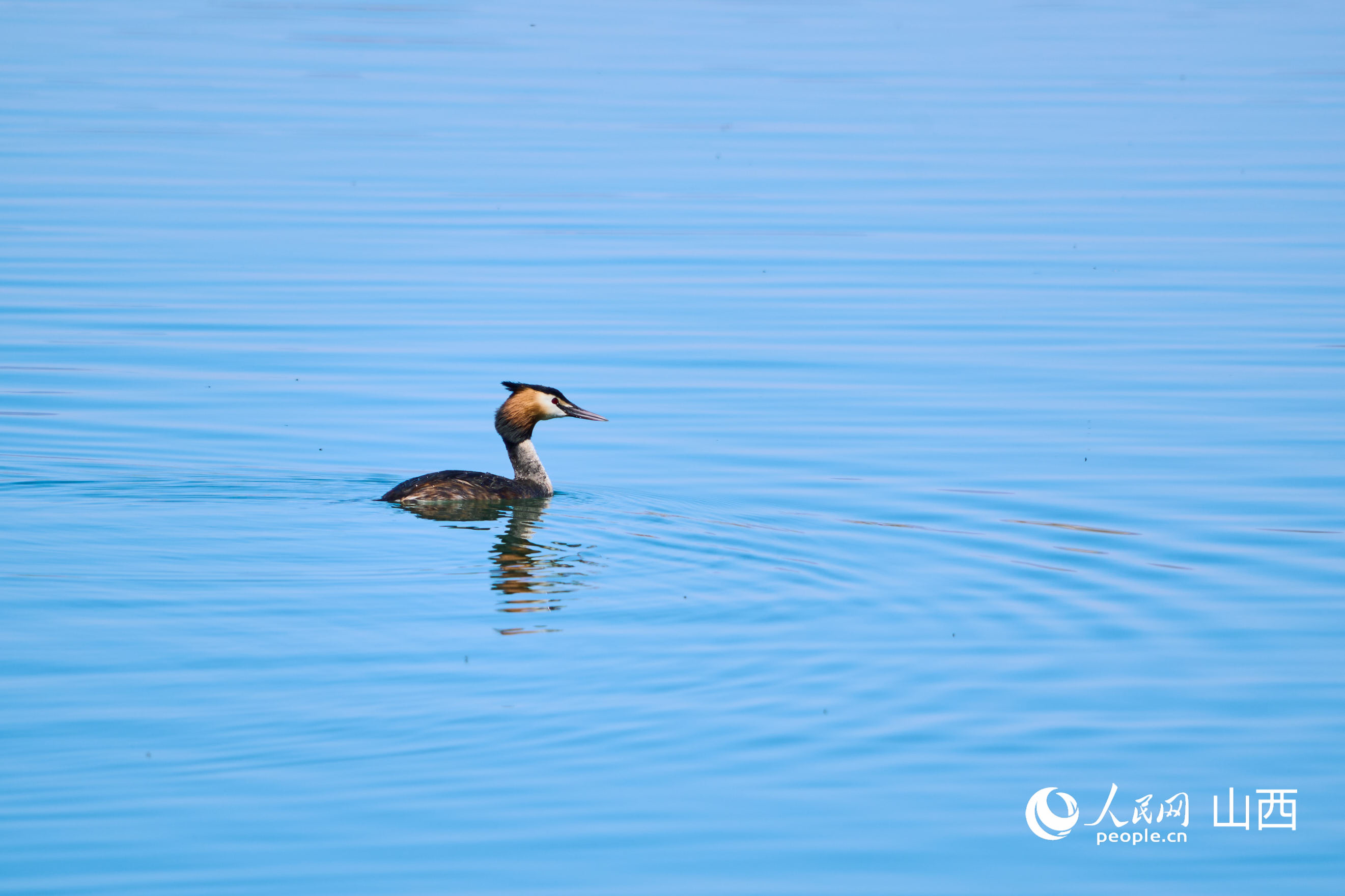 鳳頭鸊鷉。人民網記者 董童攝