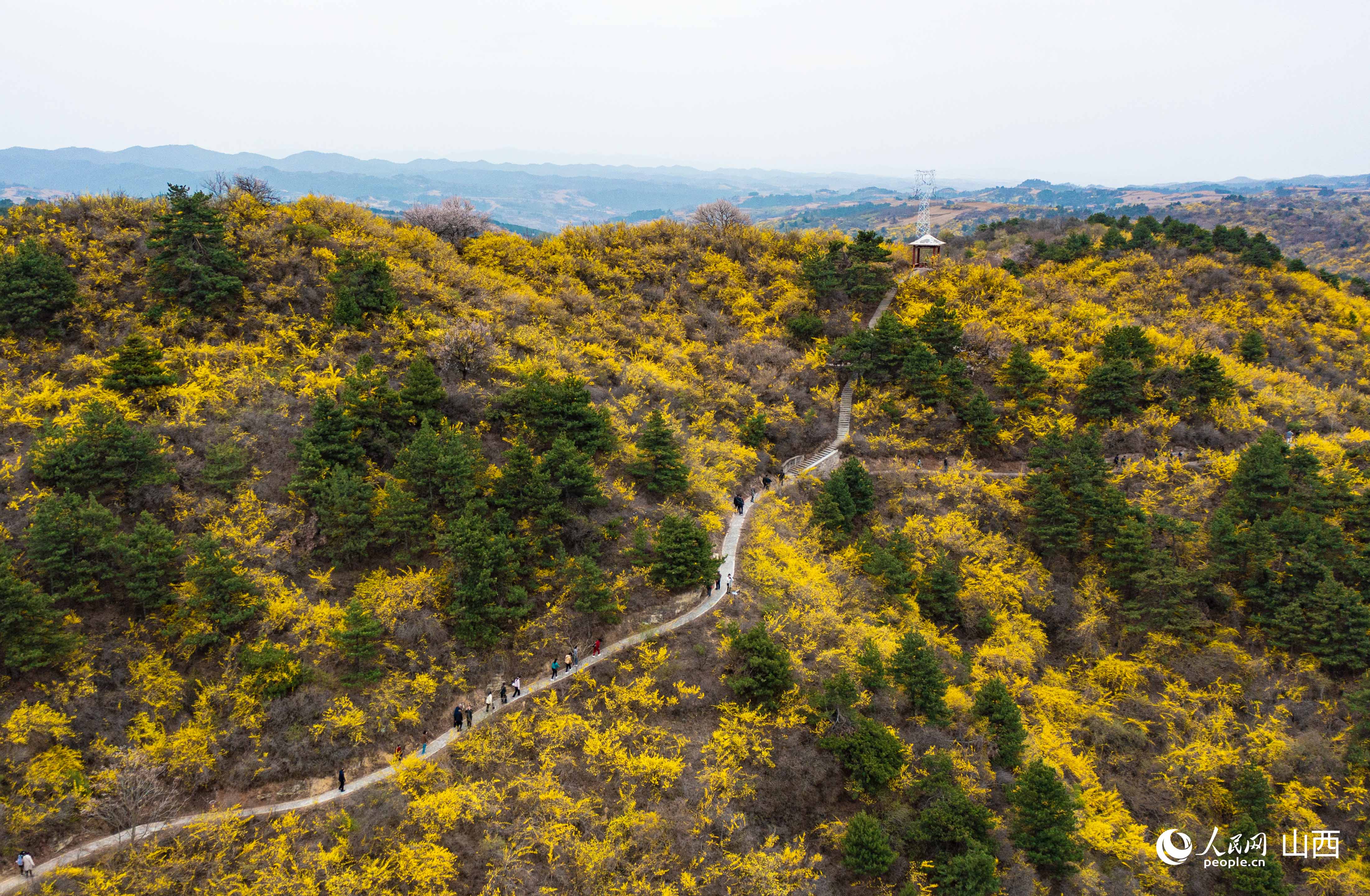 黃花嶺景區的石徑帶領游客深入金黃的連翹花叢中。