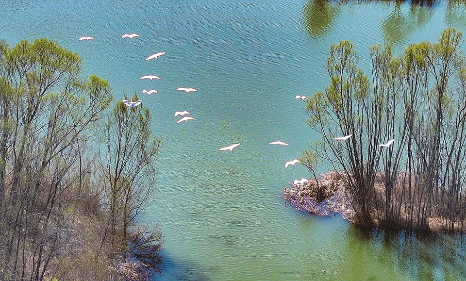 汾河濕地生態持續改善，大批鳥類來這里棲息。記者李兆民攝