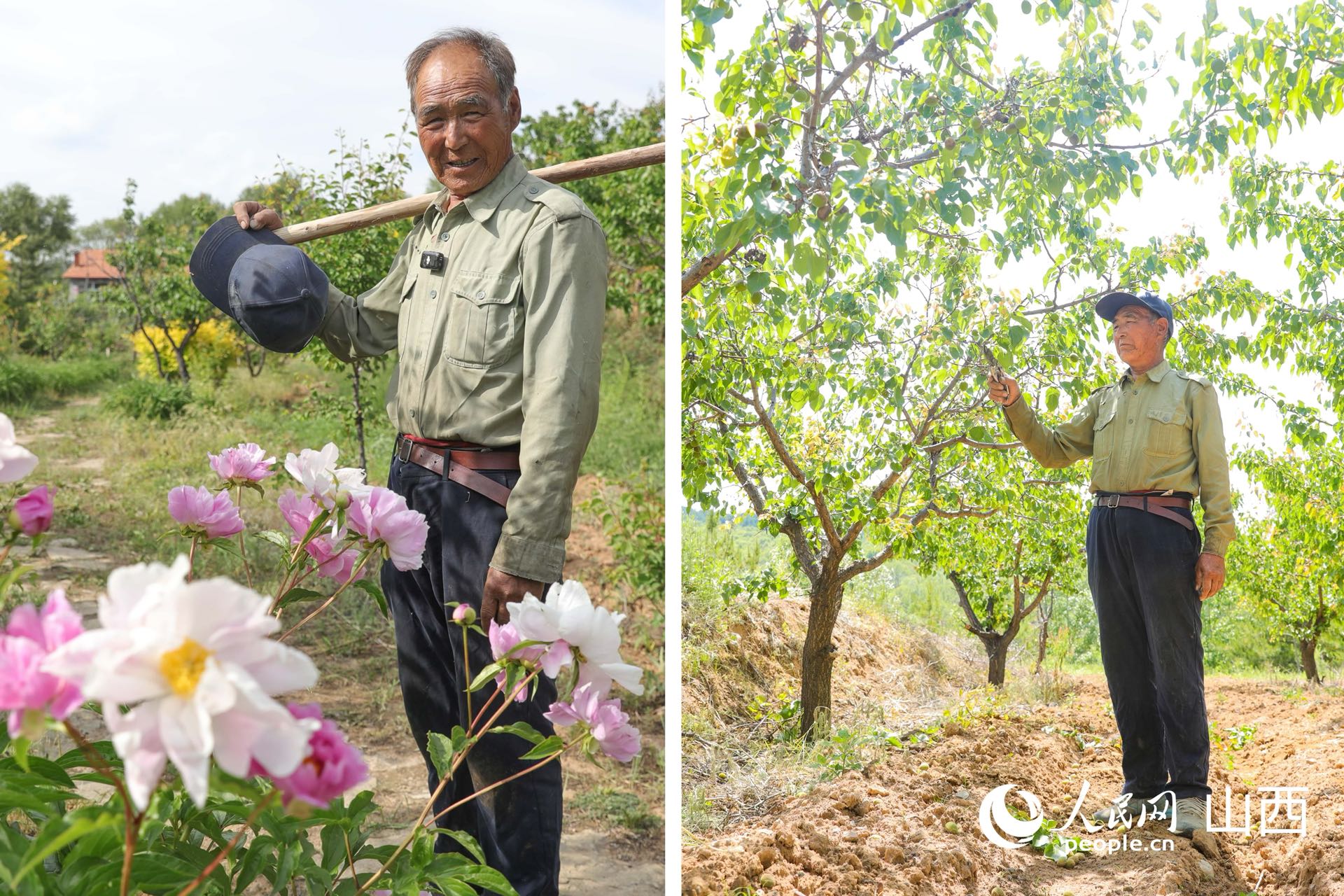 王占峰種植的芍藥花和杏樹群。人民網記者 王帆攝