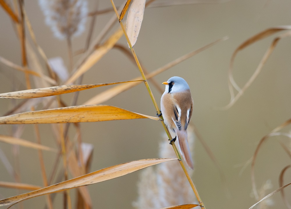 山西省重點保護鳥類文須雀。郭耀庭攝