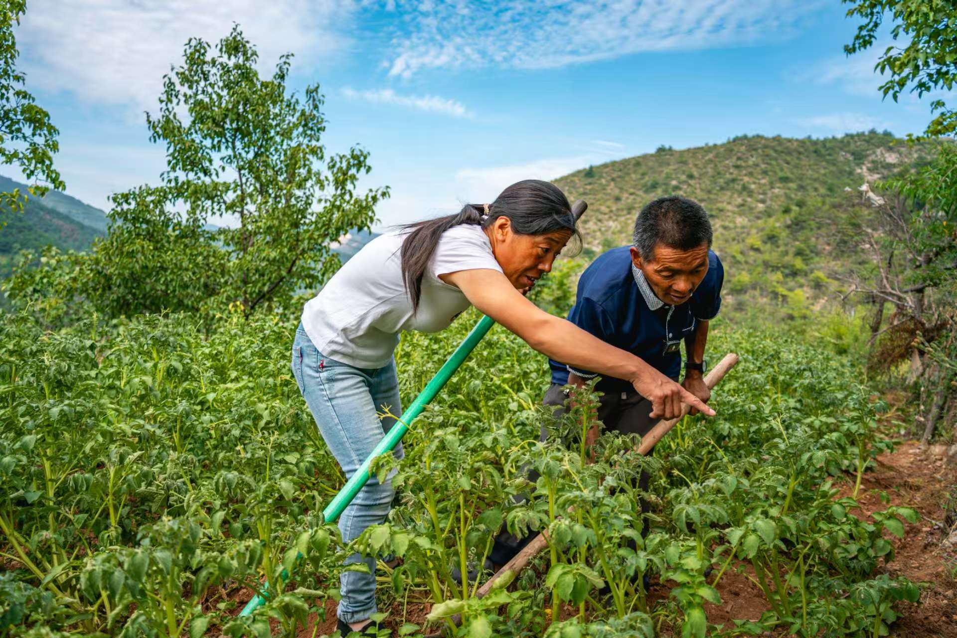 秦海松跟村民王翠青一起干農活。
