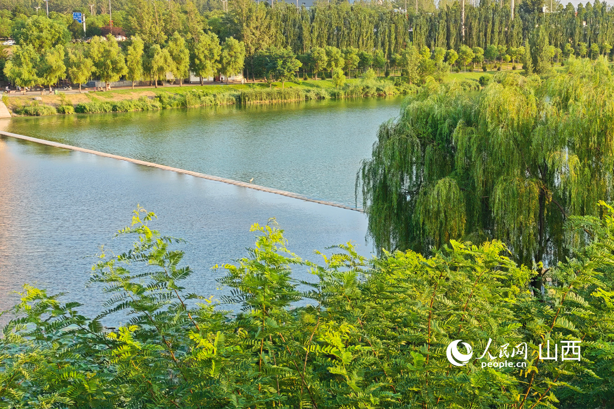綠意盎然的山西洪洞汾河國家濕地公園。人民網記者 焦搏文攝