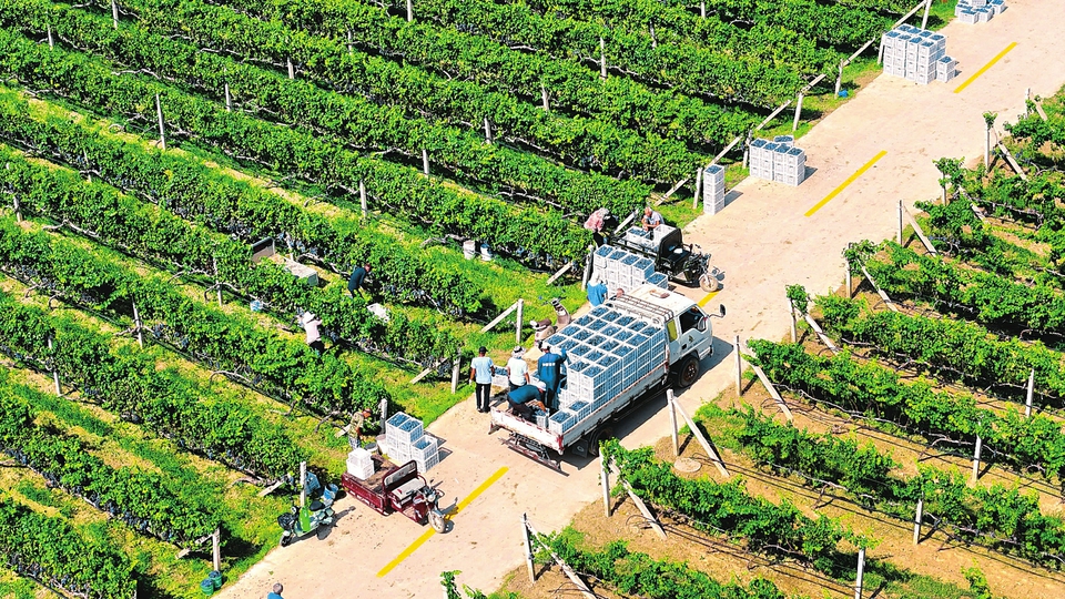 葡萄采摘忙
