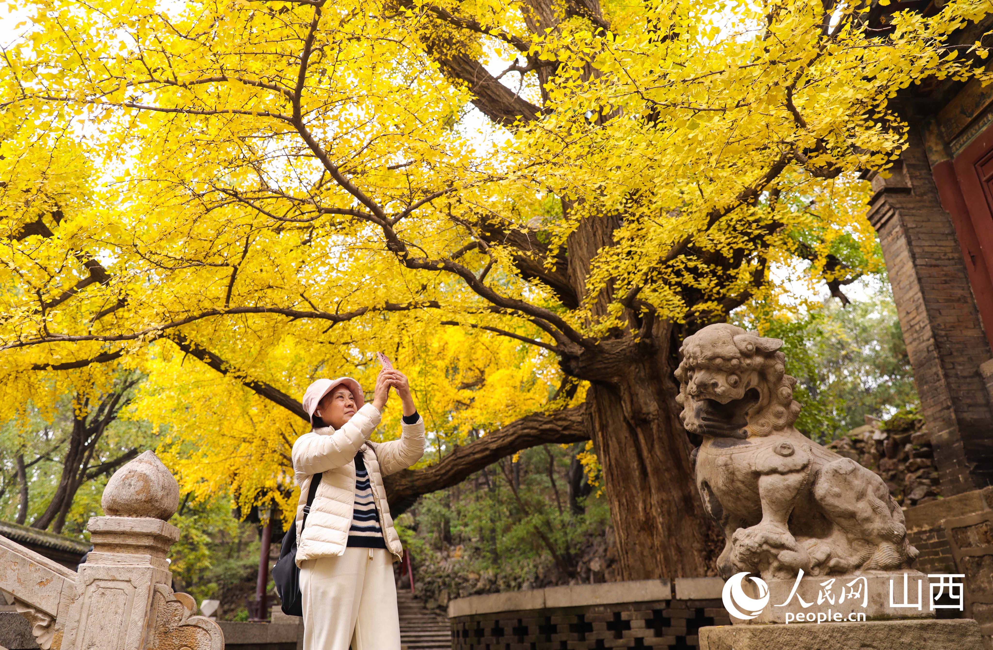 銀杏樹下，游人與石獅子同框。人民網記者 王帆攝