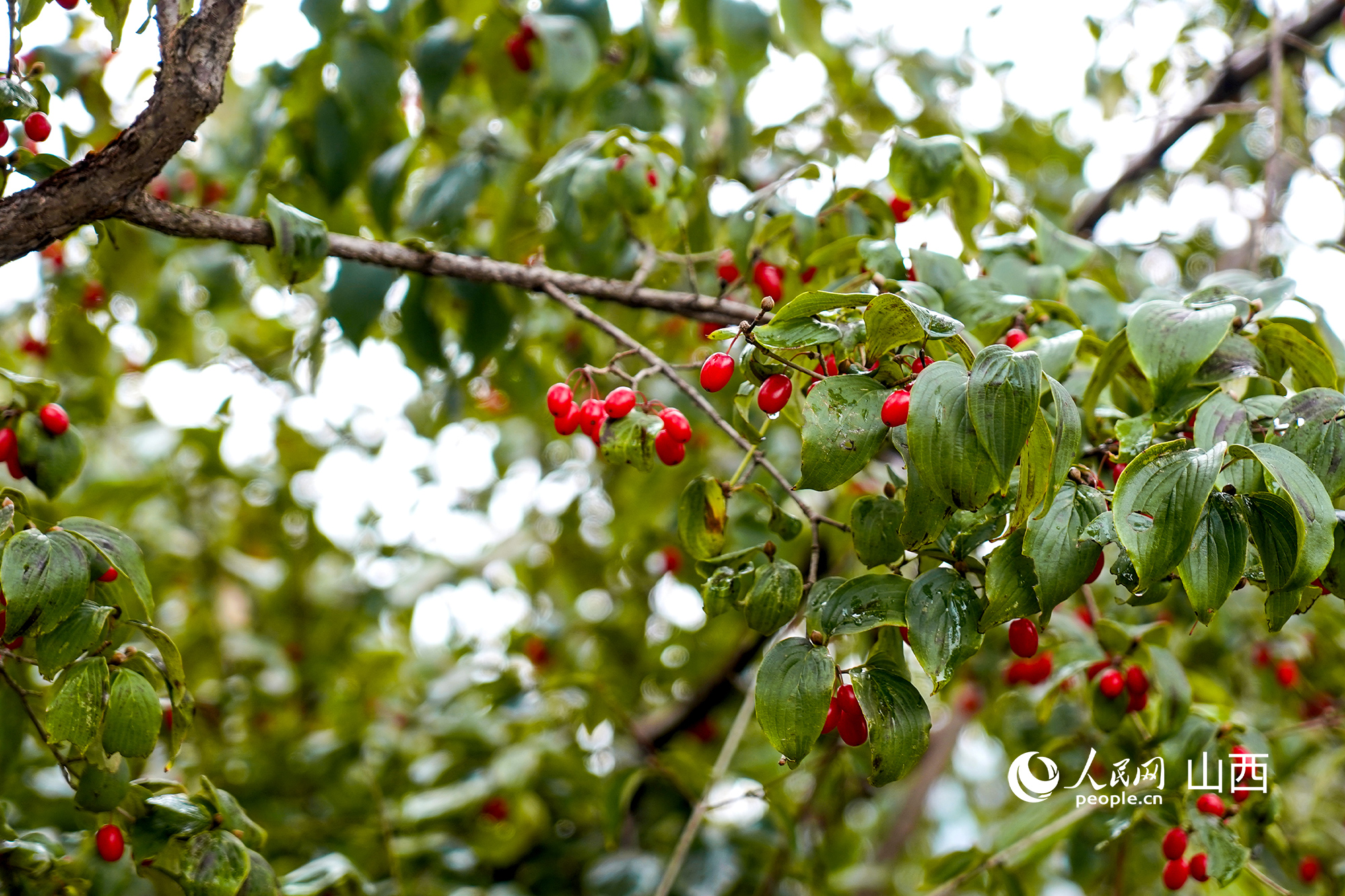 晉城市陽城縣蟒河鎮，茱萸果綴滿枝頭。焦搏文攝