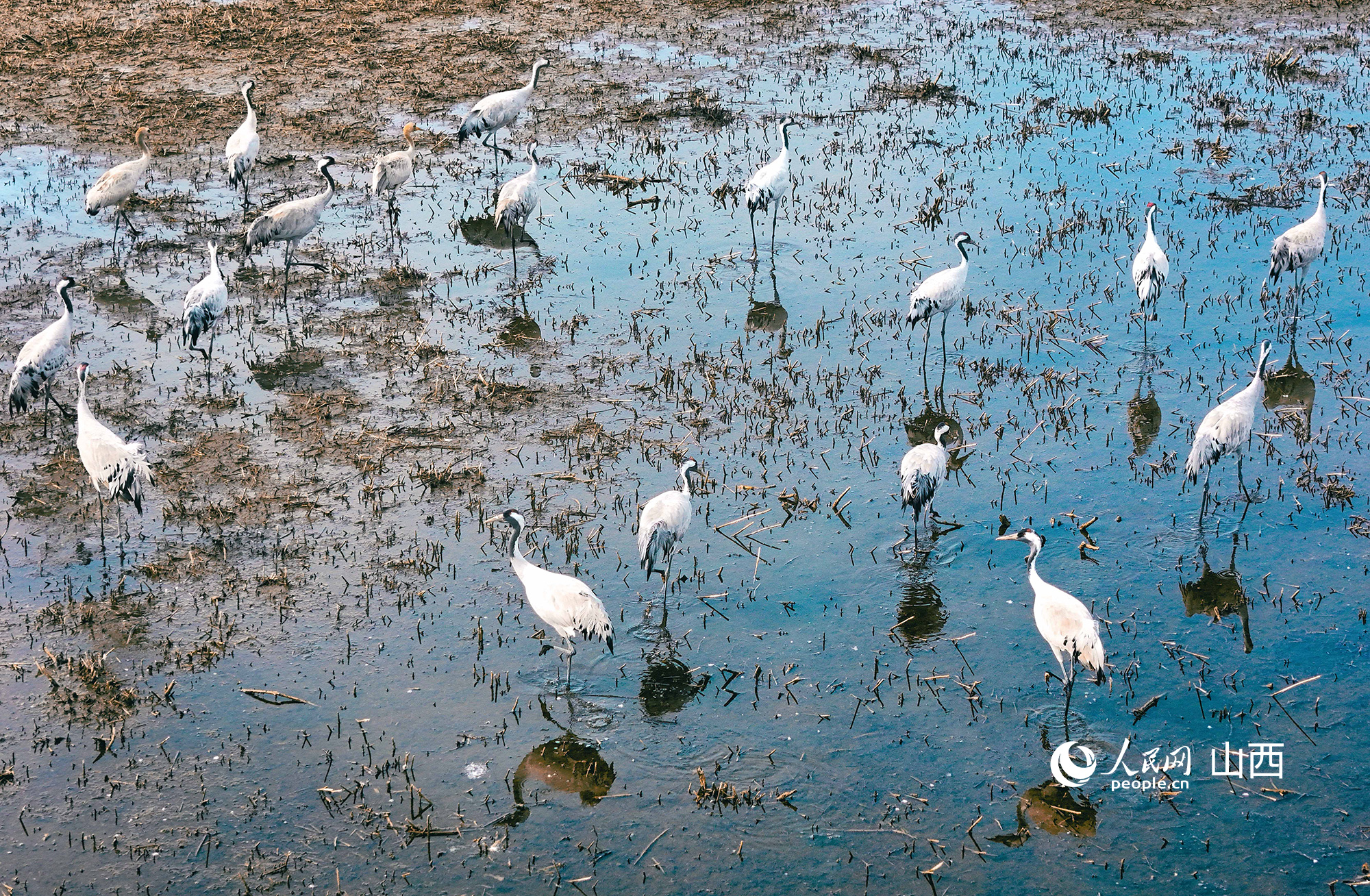 山西大同桑干河國家濕地公園附近停留的灰鶴。人民網記者 王帆攝