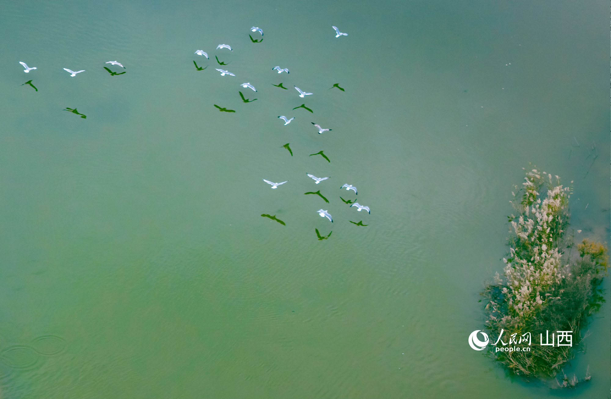 桑干河畔，遷飛的候鳥。人民網記者 王帆攝